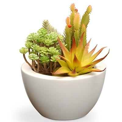 National Tree 8 Inch Succulent Plant in White Ceramic Pot (RAS-XF169W)